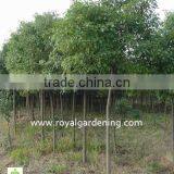 Cinnamomum Camphora Cold Hardy Plants thumbnail-2