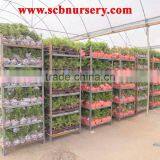 Ficus Bonsai Nursery Plant Supplier thumbnail-3