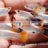 Magenta Guppy for Freshwater Aquarium Fish Export Company From Thailand thumbnail-2