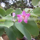 BAUHINIA VARIEGATA thumbnail-1