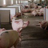 Steel Structure Complete Poultry Farm Shed Design for Pig thumbnail-4