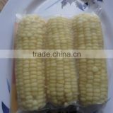 High Quality Frozen White Sweet Corn from Vietnam