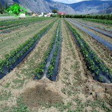 Black Agriculture pe Plastic Agricultural Film Barrier Mulching Sheet thumbnail-3
