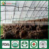 Supplier of Shiitake Mushroom Spawn Growing Kit for Shiitake Mushroom Farm thumbnail-4