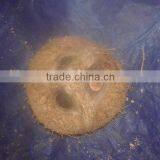 Husked Coconuts thumbnail-4