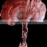 Lingzhi Extract Polysaccharides thumbnail-1