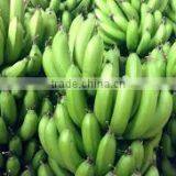 Price of Fresh Cavendish Banana thumbnail-3