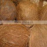 Fresh Coconuts for Cheap Rate thumbnail-3