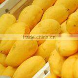 Sindhri Mango Export From Pakistan thumbnail-1