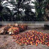 Very Good Ivory Coast Palm Oil thumbnail-3