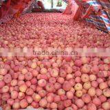 Fresh Red Green Tasty Qinguan Apple thumbnail-1
