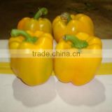 CHINESE YELLOW BELL PEPPER (2012crop)