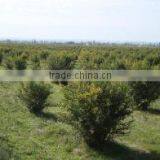 Aromaproduct Ltd company overview - view 1 thumbnail