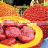 Natural Lycopene Powder/0.1-4% Lycopene From Gac Fruit Powder Extract thumbnail-4