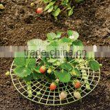 Strawberry Supports - Fruit Clean and Blemish-free thumbnail-1