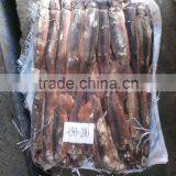 Gracilaria of Illex Squid thumbnail-1