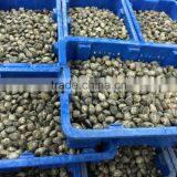 High Quality Frozen Vacuum Packed Short Necked Clam thumbnail-3
