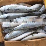 Grade A , SEAFROZEN PACIFIC MACKEREL SIZE 500+ thumbnail-1