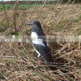Full Body Flocked Magpie Decoy With Stake thumbnail-4
