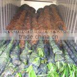 Trachycarpus Fortunei Inside Container Picture thumbnail-1