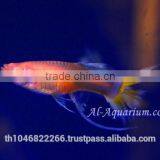 Guppy Fish Fish Farm For Sale and Export / Tropical Fish Exporter Thailand thumbnail-4