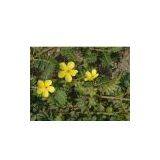 Tribulus Terrestris Extract thumbnail-1