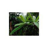 Loquat leaf extract/ Eriobotrya japonica (Thunb.) Lindl./ CAS NO.: 77-52-1