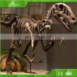 Sichuan OEM Raptor Skeleton Replica for Playground thumbnail-4
