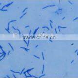 Bacterial Slides , Microbial Slides thumbnail-4
