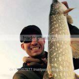 Sports Fishing Line, Nylon Fishing Lines[made in Germany ] Megastrong 500M Light Grey thumbnail-6