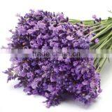 Lavender Oil - (Lavandula Angustifolia) thumbnail-1