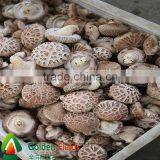 High Quality and Anti-cancer Wholesale Dried Shiitake Mushroom thumbnail-6