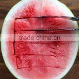 Melon Slicer Corer, Stainless Steel thumbnail-4