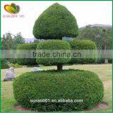 Customized Artificial Topiary Plastic Sculpture Garden Decor Arificial Plants Topiary thumbnail-6