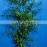 2016 Top quality Asparagus cochinchinensis and green Foliage fillers from China