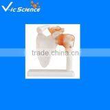 Natural Size Shoulder Joint Pvc Model thumbnail-1