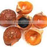Soapnut/Saponin/Mukorossi Supplier /Exporter From China/Russia/India//Second Grade thumbnail-3