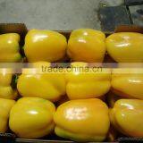 Yellow Color and Red Pepper Type, Bell Peppers thumbnail-1