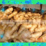 Fresh Wet Ginger thumbnail-4