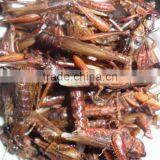 Bird Food Dried Crickets // Dried Mealworms // Grasshopper thumbnail-4