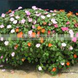 SOL 2015 Self-watering Planter Box Vertical Planter Self-watering Planter thumbnail-5