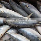 New Catching Mackerel WR Frozen Mackerel Whole Round 200-300G for Africa Market thumbnail-1