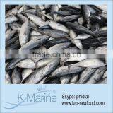 Carton or Woven Bag Packed Fat Content 16%-18% Frozen on Board Bonito thumbnail-1