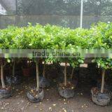 Ficus Panda thumbnail-4