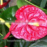 High Quality Pink Anthurium Flowers Kenya From Kunming China thumbnail-3