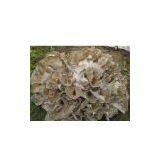 Maiitake Mushroom Extract thumbnail-1