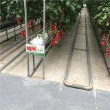 Hydroponic Greenhouse for Cherry Tomato Soilless Cultivation