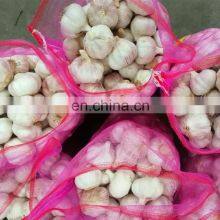 Low Price Fresh Garlic for Wholesale thumbnail-5