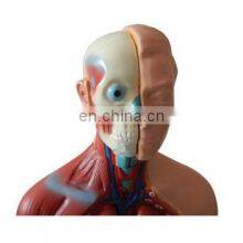 Human Body Anatomy Sexless Torso Model