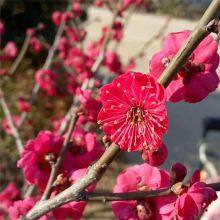 Price List of Red Plum Trees in Hunan Market, Base thumbnail-1